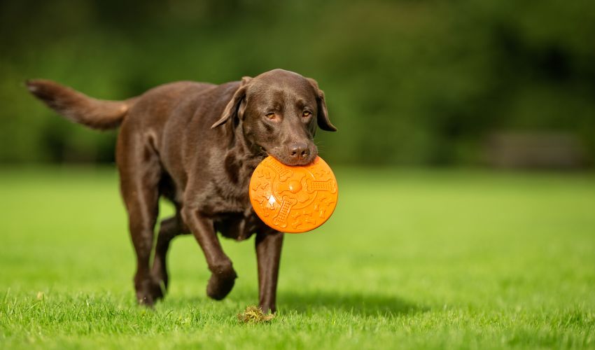 10 Essential Steps: How to Prepare for Breeding American Cocker Spaniels